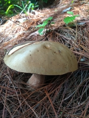 Suillus granulatus