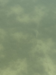 Triplofusus giganteus