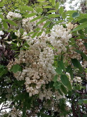 Robinia pseudoacacia