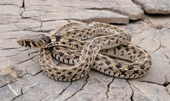 Checkered Garter Snake photo 3