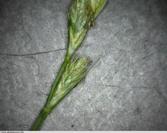 Carex albolutescens