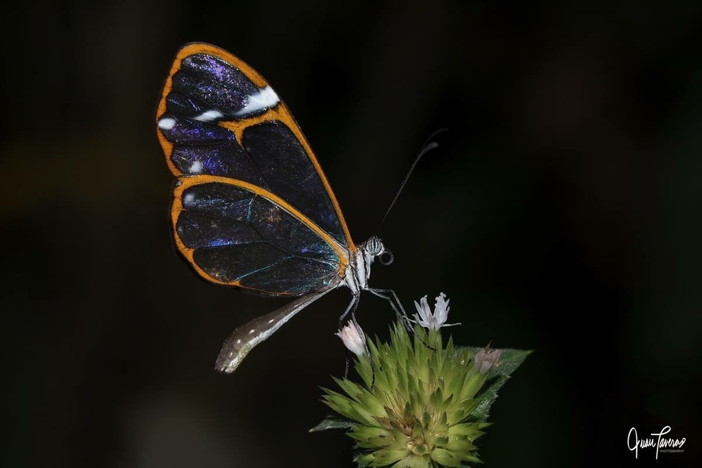 Antillean Clearwing