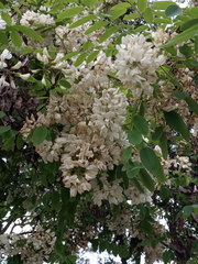 Robinia pseudoacacia