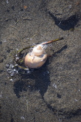 Ladislavella atkaensis