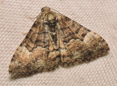 Aporoctena scierodes