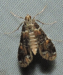 Elophila responsalis