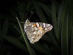 Vanessa cardui