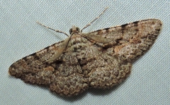 Boarmia suasaria