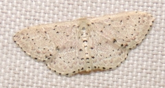 Idaea punctatissima