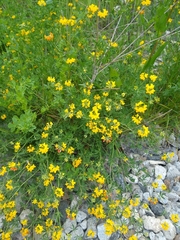 Lotus corniculatus