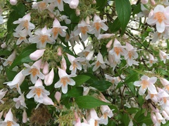 Kolkwitzia amabilis