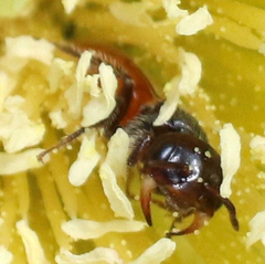 Macrotera