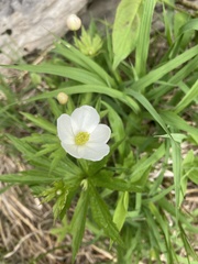 Anemonastrum canadense