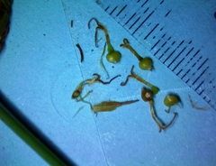 Fimbristylis puberula puberula