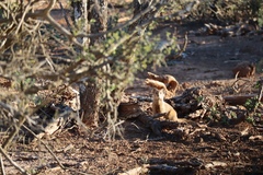 Cynictis penicillata penicillata