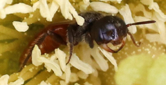 Macrotera