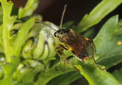 Aglaostigma fulvipes