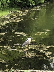 Nycticorax nycticorax