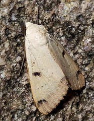 Ophiusa parcemacula