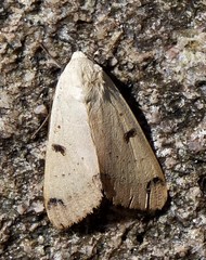 Ophiusa parcemacula