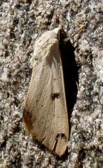 Ophiusa parcemacula