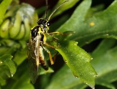 Aglaostigma fulvipes