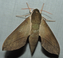 Theretra indistincta