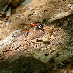 Tanyptera