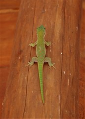 Phelsuma kochi