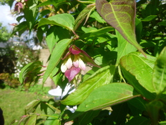 Leycesteria formosa
