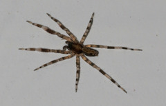 Cycloctenidae