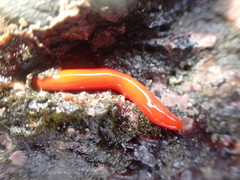 Tubulanus