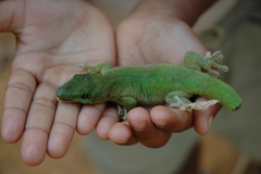 Phelsuma kochi