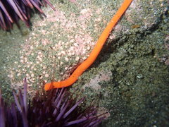 Tubulanus