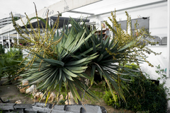 Dracaena draco