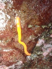 Tubulanus