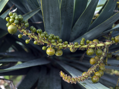 Dracaena draco