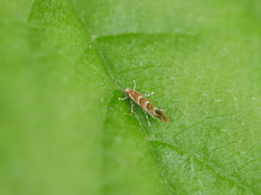 Argyresthiidae