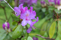Rhododendron commonae
