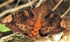 Oxyodes tricolor