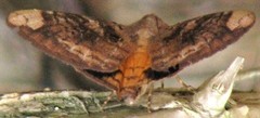 Oxyodes tricolor