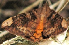 Oxyodes tricolor