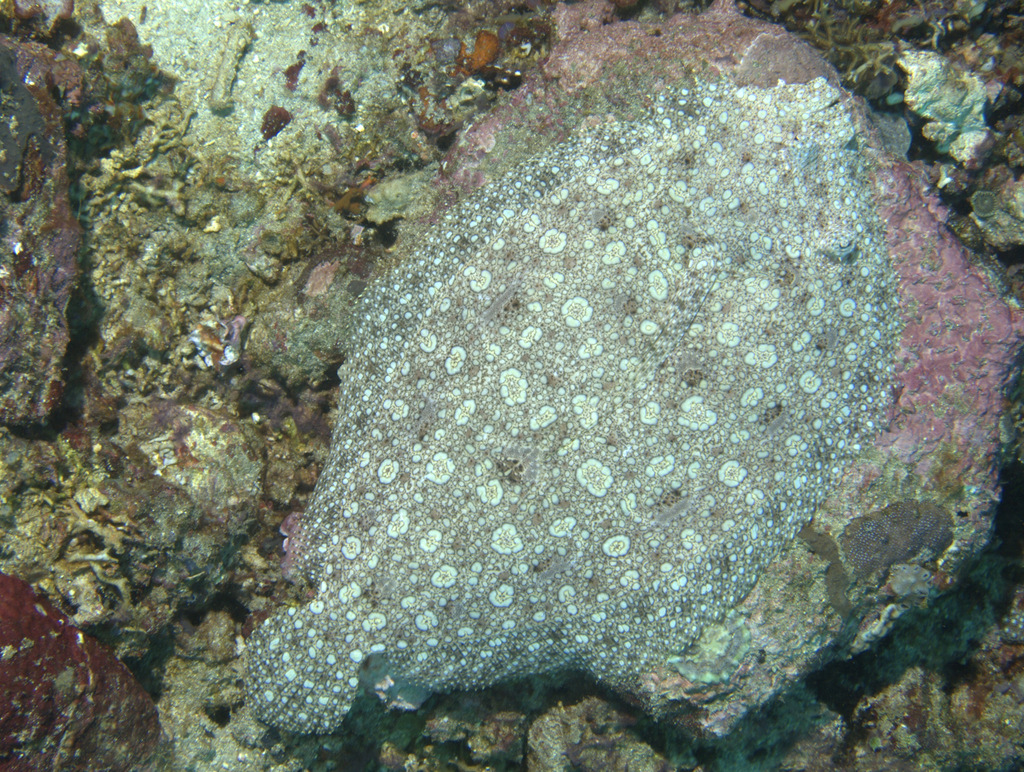 Pacific Peacock Flounder (Fishes of Richardson Beach Ocean Park Hilo