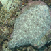 Pacific Peacock Flounder - Photo (c) krkzv, some rights reserved (CC BY-NC), uploaded by krkzv