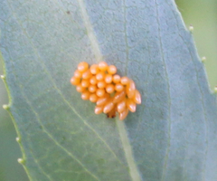 Harmonia axyridis