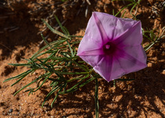 Ipomoea bolusiana