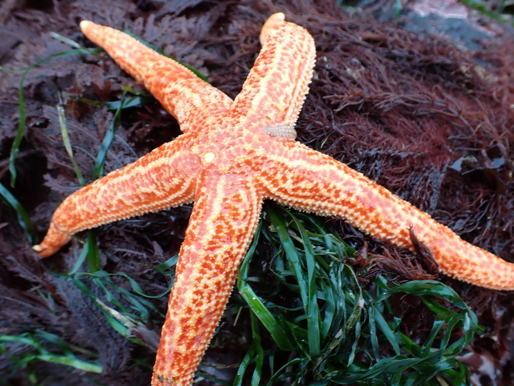 Mottled Star