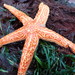 Mottled Star - Photo (c) Lorri Gong, some rights reserved (CC BY-NC-ND)