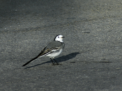 Motacilla alba