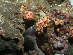 Gymnothorax thyrsoideus
